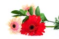 Bouquet of three gerbera flowers, isolated on a white background, Royalty Free Stock Photo