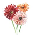 Bouquet of three gerberas-orange, pink and red. Watercolor sketch. Isolated on white background. Royalty Free Stock Photo