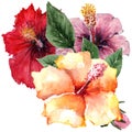 Bouquet of three Hibiscus flowers and one green sprig. Watercolor on white background