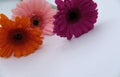 three multicolored gerberas on a white background Royalty Free Stock Photo