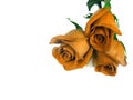 Bouquet from three orange roses.