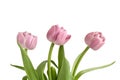 Bouquet of three pink Peony Flowering Tulips isolated on white background. Royalty Free Stock Photo