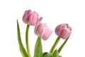 Bouquet of three pink Peony Flowering Tulips isolated on white background. Royalty Free Stock Photo