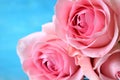 Bouquet of three pink roses Royalty Free Stock Photo