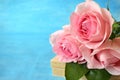 Bouquet of three pink roses on blue background Royalty Free Stock Photo