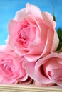 Bouquet of three pink roses Royalty Free Stock Photo
