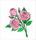 bouquet of three pink roses on a white background Royalty Free Stock Photo