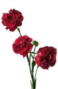 Bouquet of three red carnation flowers Royalty Free Stock Photo