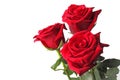 Bouquet of three red roses on a white background, copy space, close-up, isolate Royalty Free Stock Photo