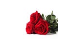 Bouquet of three red roses on a white background, copy space, close-up, isolate Royalty Free Stock Photo