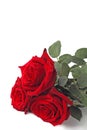 Bouquet of three red roses on a white background, copy space, close-up, isolate Royalty Free Stock Photo