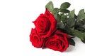 Bouquet of three red roses on a white background, copy space, close-up, isolate Royalty Free Stock Photo