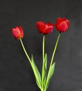 Bouquet of three red tulips Royalty Free Stock Photo