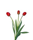 Bouquet of three red tulips Royalty Free Stock Photo