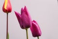 Bouquet of three red tulips on a gray background Royalty Free Stock Photo
