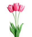 Bouquet of three red tulips isolated on white background Royalty Free Stock Photo