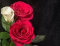 bouquet of three roses on black background with mist effect . Royalty Free Stock Photo