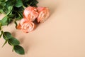 A bouquet of three soft pink roses on a beige background