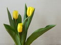Bouquet of three tulips surrounded by green leaves