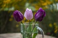 A bouquet of three violet tulips Royalty Free Stock Photo