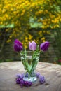 A bouquet of three violet tulips Royalty Free Stock Photo