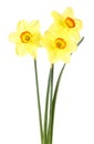 Bouquet of three yellow narcissus flowers with green leaves, white background Royalty Free Stock Photo