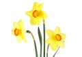 Bouquet of three yellow narcissus flowers with green leaves, white background Royalty Free Stock Photo