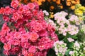 Bouquet of tiny flowers of the kalanchoe plant Royalty Free Stock Photo