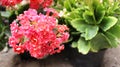 Bouquet of tiny flowers of the kalanchoe plant Royalty Free Stock Photo