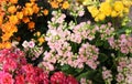 Bouquet of tiny flowers of the kalanchoe plant Royalty Free Stock Photo