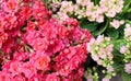 Bouquet of tiny flowers of the kalanchoe plant Royalty Free Stock Photo