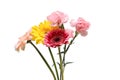 Bouquet of transvaal daisy and carnation isolated on a white background Royalty Free Stock Photo