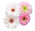 Bouquet of Transvaal daisy and Persian buttercup Royalty Free Stock Photo