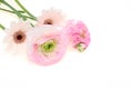 Bouquet of Transvaal daisy and Persian buttercup Royalty Free Stock Photo