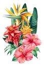 Bouquet tropical flowers on isolated background, watercolor illustration. Strelitzia, guzmania, hibiscus, palm leaves