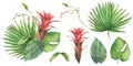 Bouquet of tropical leaves, flowers, buds set. Palm, exotic creeper. Watercolor painted illustration Royalty Free Stock Photo