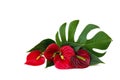 Bouquet of tropical red flowers as heart and leaves Anthurium tailflower, flamingo flower, laceleaf, leaf Monstera on a white