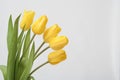 Bouquet Tulip Royalty Free Stock Photo