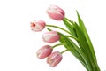 Bouquet Tulip