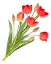 Bouquet of tulip flowers Royalty Free Stock Photo