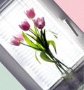 Bouquet tulip in glass vase Royalty Free Stock Photo