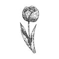 bouquet tulip sketch hand drawn vector Royalty Free Stock Photo