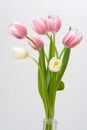 Bouquet Tulip on white background