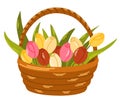 Bouquet of tulips in a basket. Spring flowers. Love concept. Element for spring, summer, seasonal