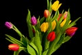 Bouquet of tulips on black. Royalty Free Stock Photo