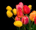 Bouquet of tulips on a black background Royalty Free Stock Photo