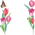 Bouquet of tulips with a butterfly painted in watercolor