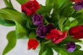 A bouquet of tulips close-up top view of red and purple with green leaves on a white background. Royalty Free Stock Photo