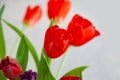 A bouquet of tulips close-up top view of red and purple with green leaves on a white background. Large buds Royalty Free Stock Photo