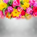 Bouquet of tulips and daffodils Royalty Free Stock Photo